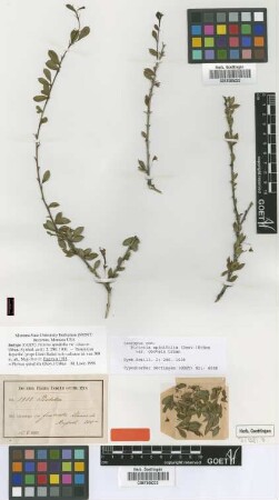 Pictetia spinifolia (Desv.) Urb. var. Urb. obovata[isotype]