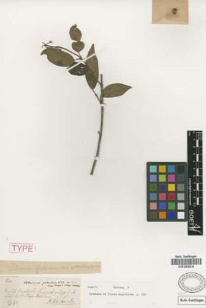 Viburnum glabratum Kunth var. Griseb. sphaerocarpum