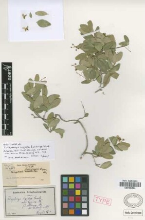 Triopterys rigida Sw. f. Nied. oblonga