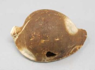 Schneckengehäuse (ovula ovum)