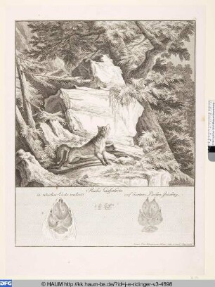 Fuchs Gefaehrte