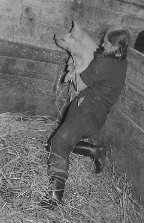 Reportage vom Volksgut Struppen : Mädchen mit einem Schwein