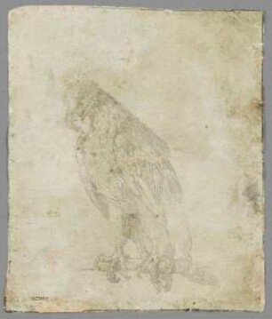 Raubvogel