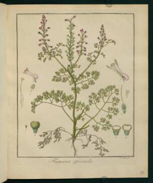 18r, Fumaria officinalis