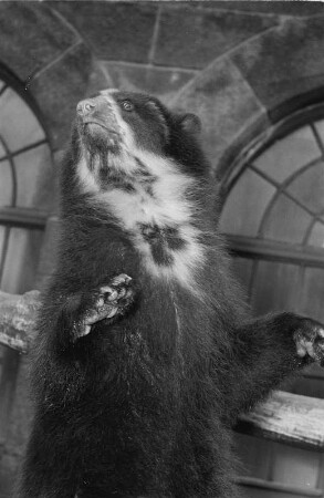 Braunbär : Tierporträts. Braunbär