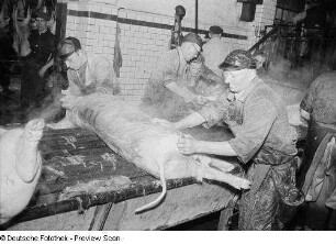Reinigung der toten Schweine