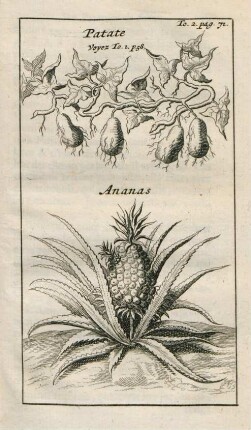 Patate. Ananas