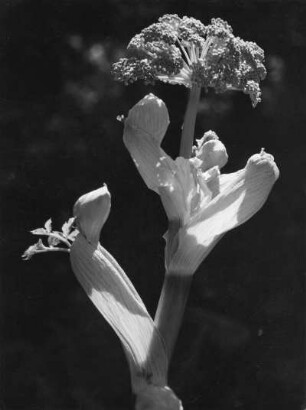 Arznei-Engelwurz oder Echte Engelwurz (Angelica archangelica), Pflanzenart aus der Familie der Doldenblütler (Apiaceae)