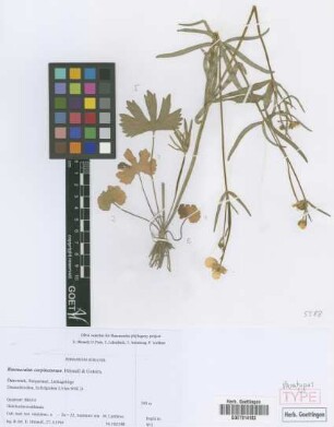 Ranunculus carpinetorum E. H&ouml;randl & W. Gutermann[paratype]