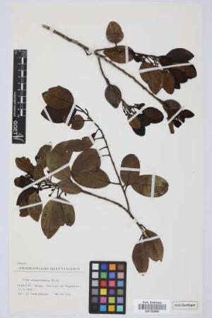 Ilex canariensis canariensis Poir.