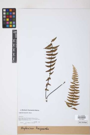 Asplenium harpeodes Kunze
