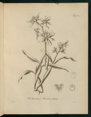 149r-149v, Epidendrum Rückerae
