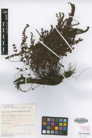 Cheilanthes glutinosa M.Kessler & A.R.Sm. [isotype]