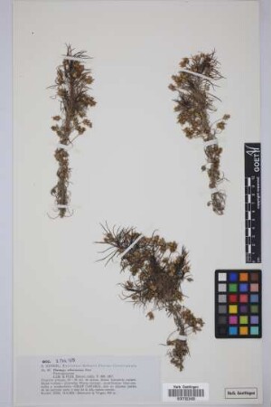 Plantago arborescens arborescens Poir.