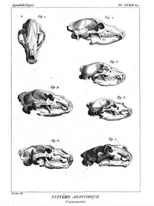 Pl. XXXIX bis. Systême Anatomique. Carnassiers.