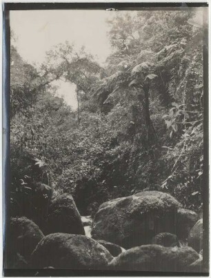 Nebelwald von Challana
