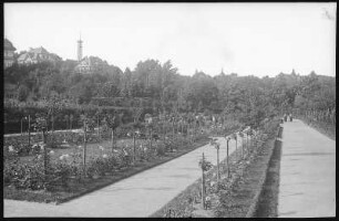 Chemnitz. Rosarium im Stadtpark