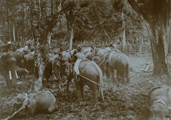 Chasse à l'éléphant