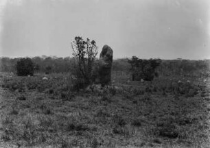 Termitenhügel : Hoher Termitenhügel in der Bildmitte. Im Hintergrund: Kleine Termitenbauten auf dem Grasland.