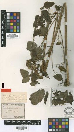 Stevia breviaristata Griseb. [type]