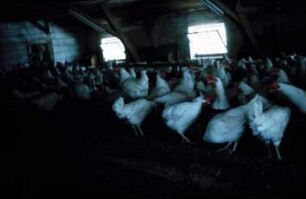 Fotografie: Tierproduktionsverfahren, Stallsystem, Legehenne