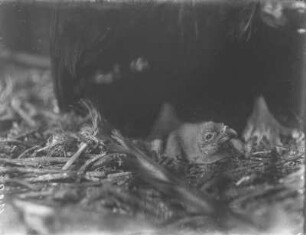Geier : Jungvogel eines Geier-Paares.