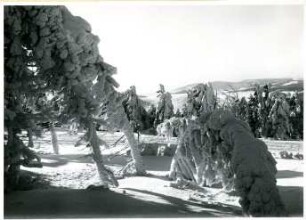 Klínovec, (deutsch: Keilberg), Blick nach Westen mit Bäumen mit starkem Anraum