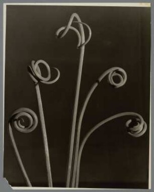 Wilder Knoblauch, junge Triebe im Frühling (Allium vineale)