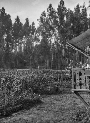 Garten : Ein Garten in Addis Abeba
