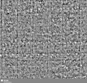 Lilienschild + IESV / LW = S.59/60