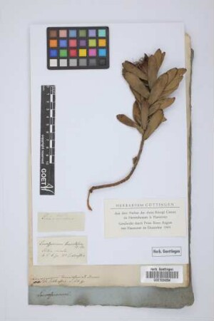 Leucospermum tomentosum R.Br.
