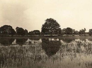 Oberlausitz. Königswarthaer Wiesenteiche