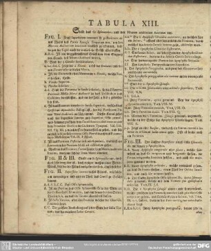 Tabula XIII.