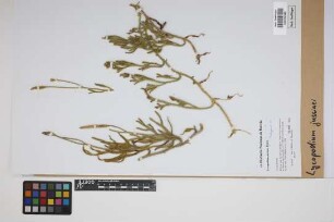 Lycopodium jussiaei Desv. ex Poir.