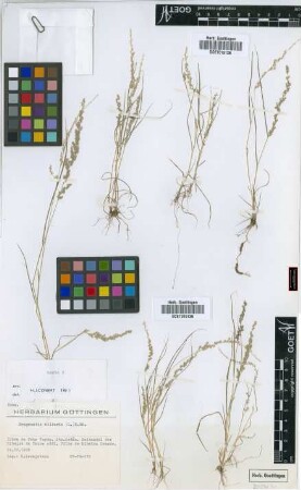 Eragrostis ciliaris (L.) R.Br.
