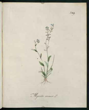 Myosotis arvensis L.