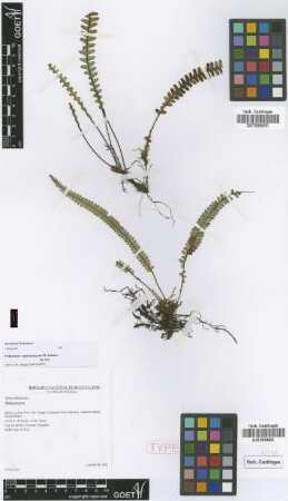 Melpomene caput-gorgonis Lehnert [paratype]