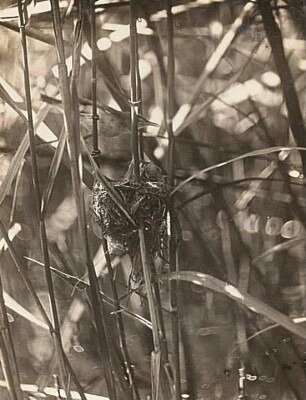 Teichrohrsänger (Acrocephalus scirpaceus) am Nest