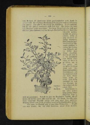 Apfelbaum in Buschform.