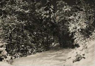Ein tief verschneiter Wald in Deutschland