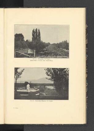 Abb. 8. Obstgarten bei Logan. (Zuckerrüben zwischen den Baumreihen).