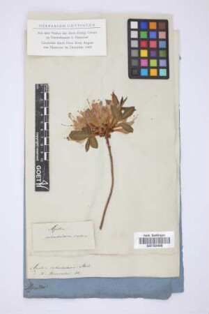 Azalea calendulacea caprea