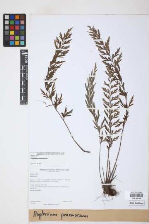 Asplenium praemorsum