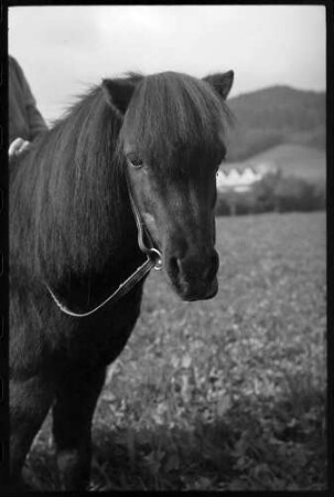 Glotterbad: Shetland Pony, Ponykopf