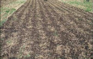 Fotografie: Säverfahren, Einzelkornsaat, Mais, Mulchsaat, Zwischenfrucht