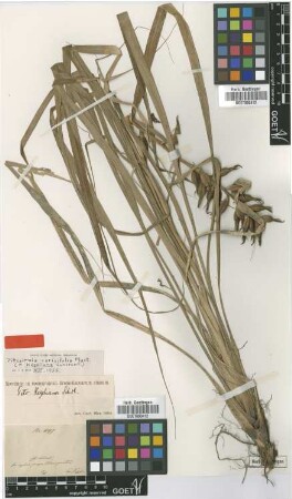 Pitcairnia kegeliana Schltdl. [type]