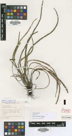 Grammitis moniliformis Proctor