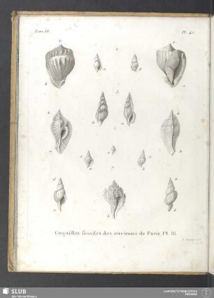 Coquilles fossiles des environs de Paris. Pl. III
