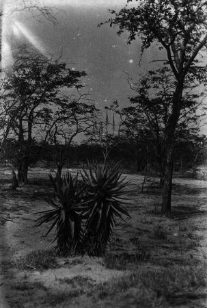 Aloe-Pflanze (Nordrhodesien-Aufenthalt 1930-1933 - Betchuanaland)