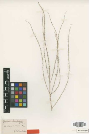 Asparagus pauli-guilelmi Solms [type]